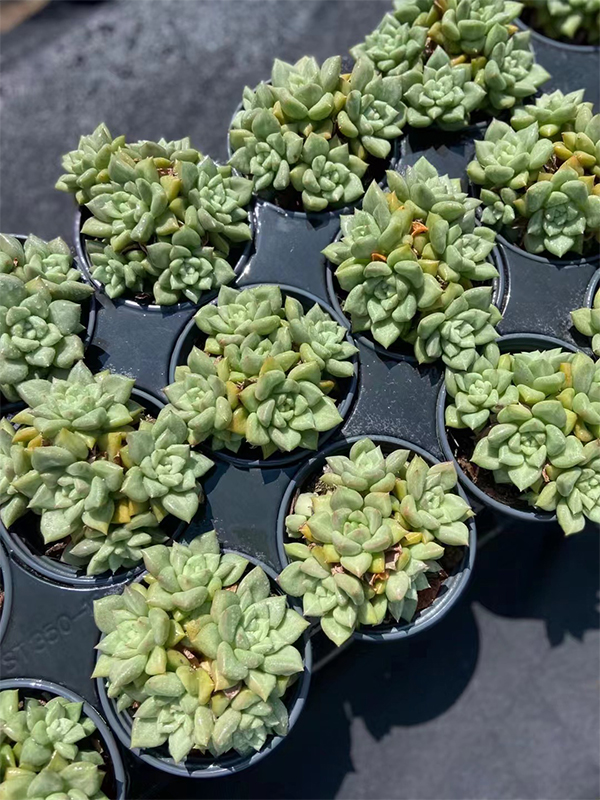 Echeveria 'J.C. Van Keppel'