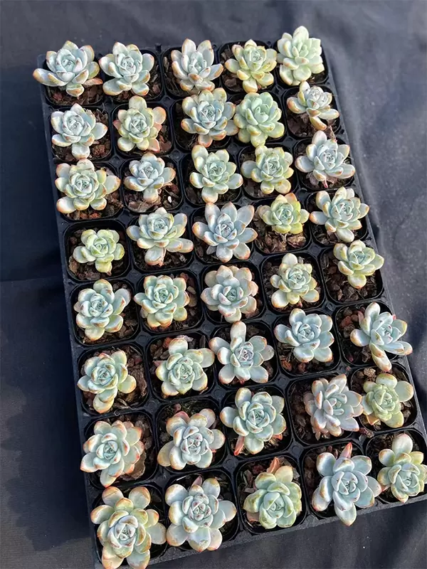 Echeveria Star Snow