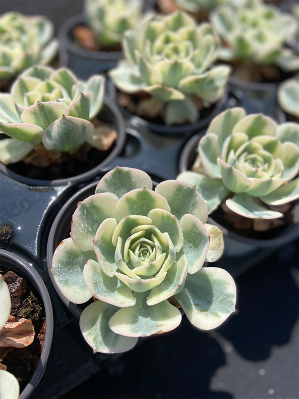 Echeveria Lenore Dean Var.