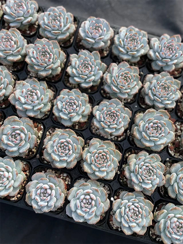Echeveria Leucophyllum