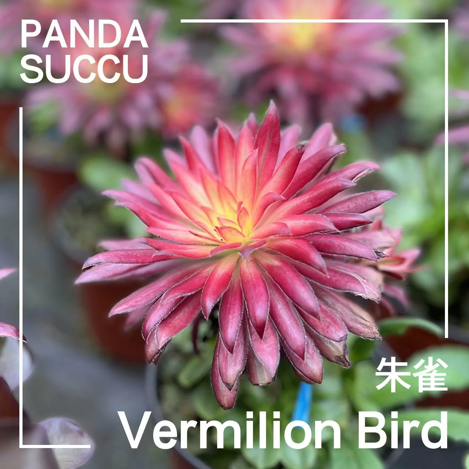 Vermilion Bird