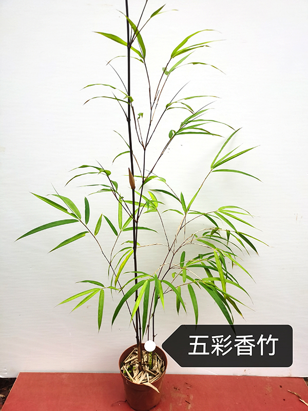 Colorful Fragrant Bamboo