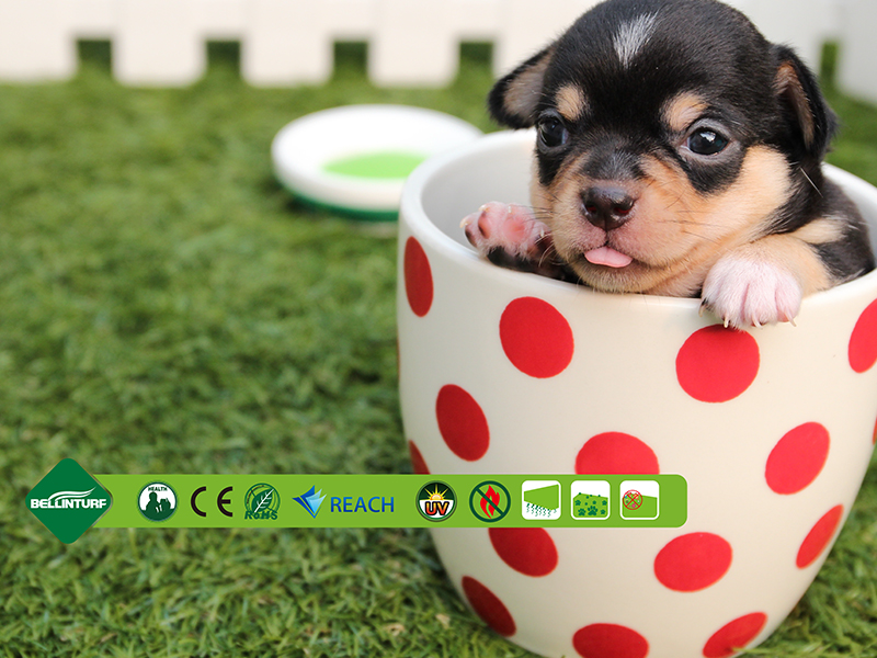 Artificial grass to pet