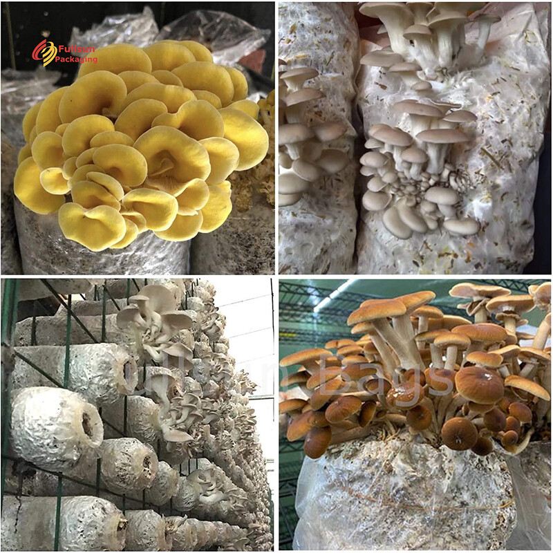 Kantong Pertumbuhan Jamur