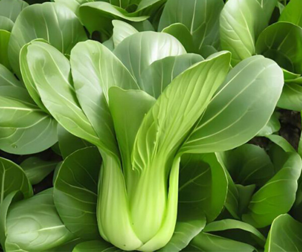 Brassica chinensis L