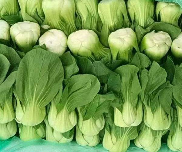 Brassica chinensis L