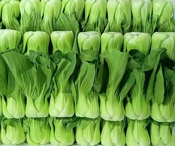 Brassica chinensis L