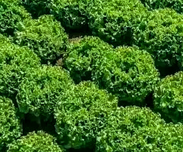 Chicken nest cabbage