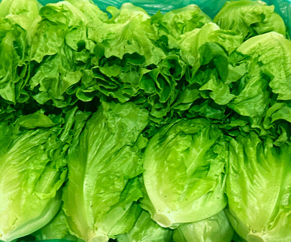 Chicken nest cabbage