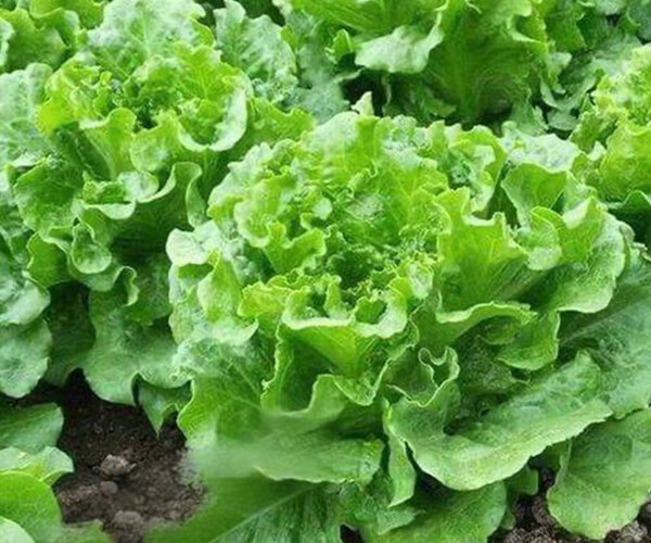 Lactuca sativa L. var. ramosa Hort.