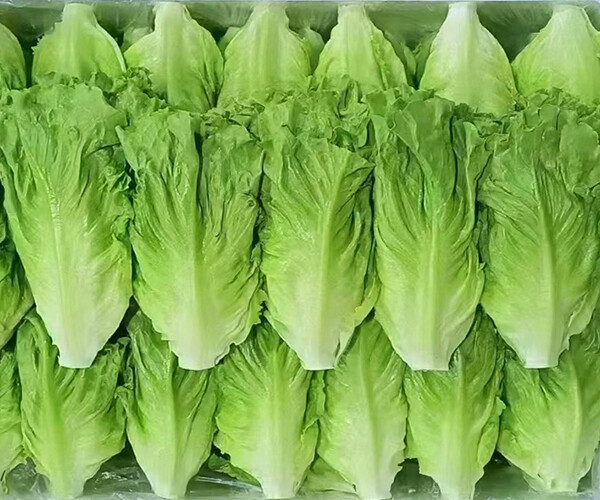 Lactuca sativa L. var. ramosa Hort.