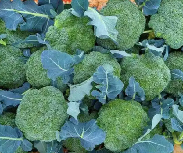 Brassica oleracea L.var. italica Plenck