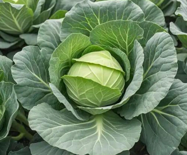Brassica oleracea L.