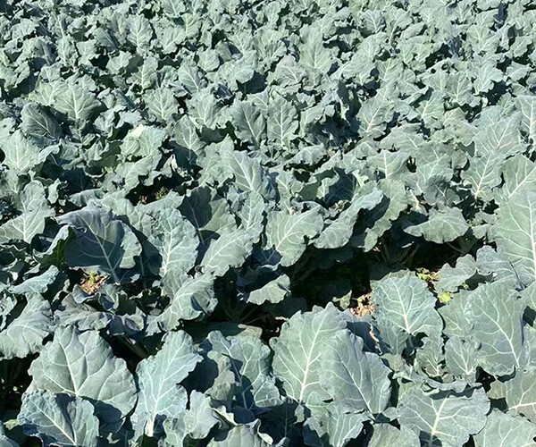 Brassica oleracea L.