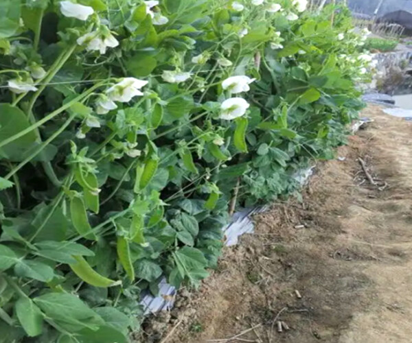 Pisum sativum L.
