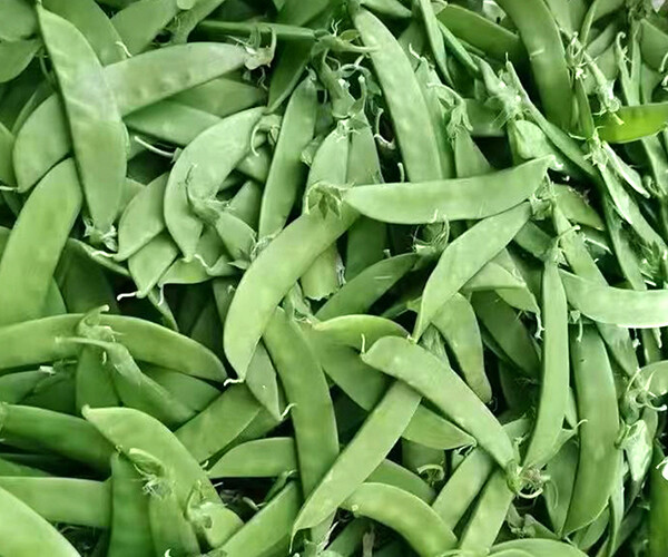 Pisum sativum L.