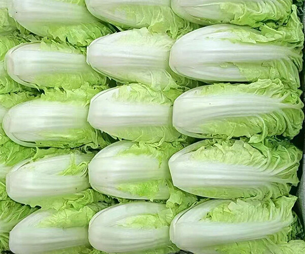 Brassica rapa var. glabra Regel