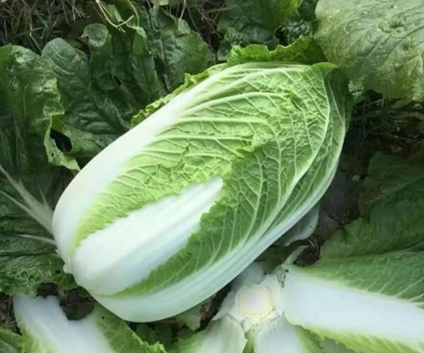 Brassica rapa var. glabra Regel