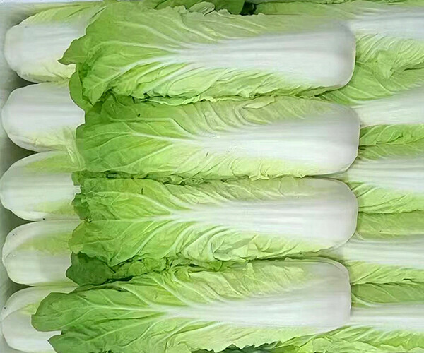 Brassica rapa var. glabra Regel