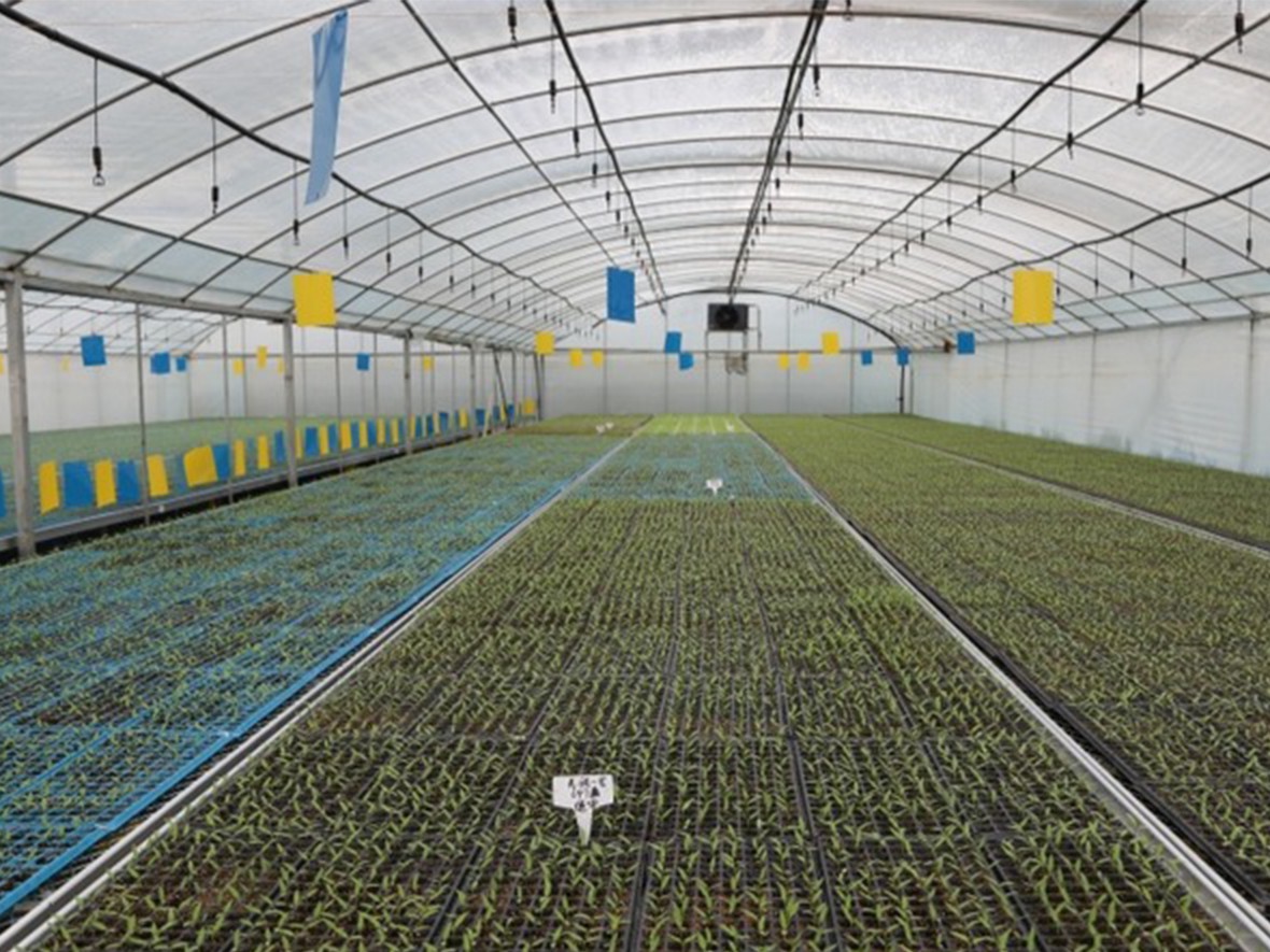 Academic Research and Practice on Electrolyzed Potassium Chloride Hypochlorous Acid Water in Seed Treatment and Seedling Cultivation
